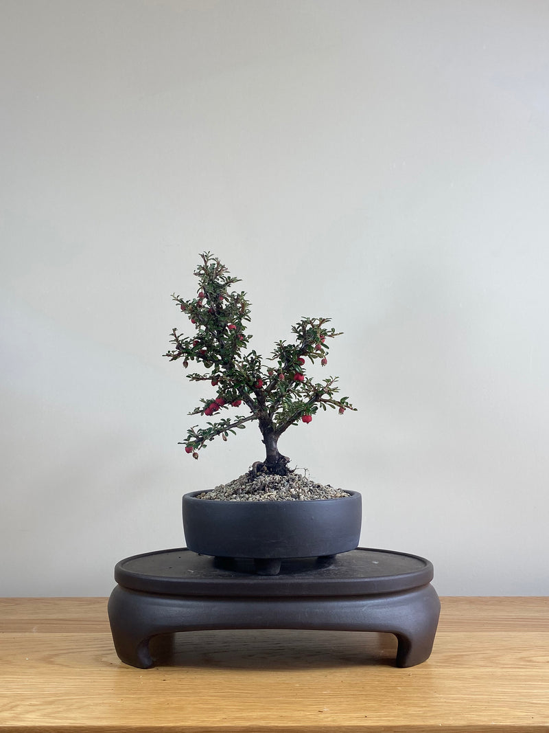 COTONEASTER (CT03001) - MiniGardens NZ