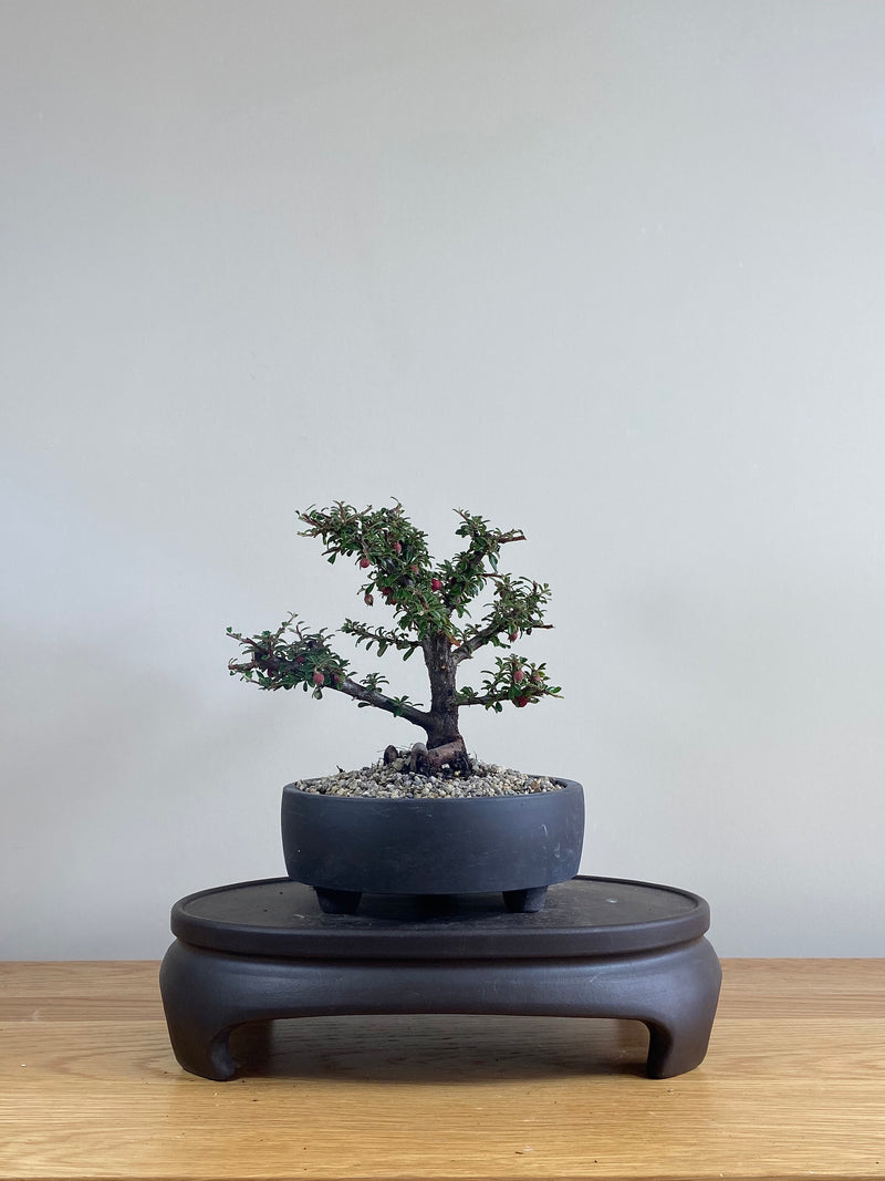 COTONEASTER (CT03003) - MiniGardens NZ