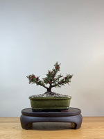 COTONEASTER (CT03009) - MiniGardens NZ