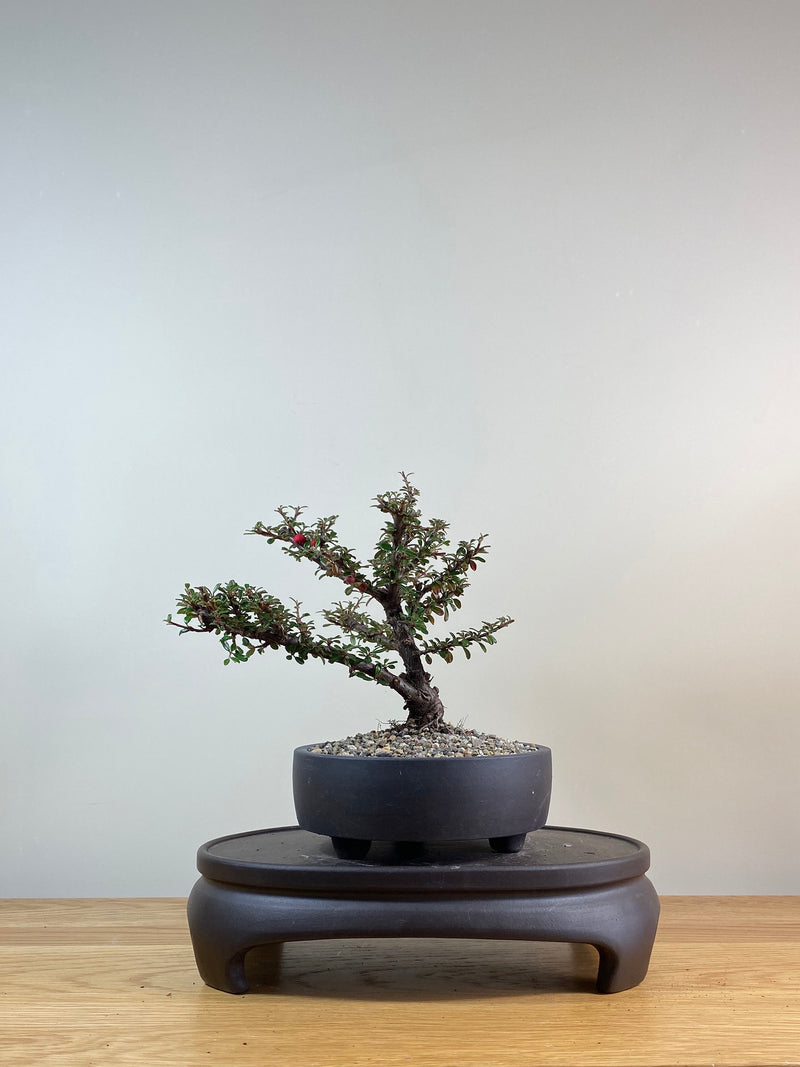 COTONEASTER (CT03012) - MiniGardens NZ