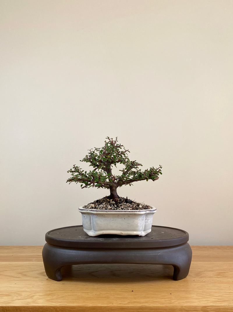 COTONEASTER (CT05001) - MiniGardens NZ