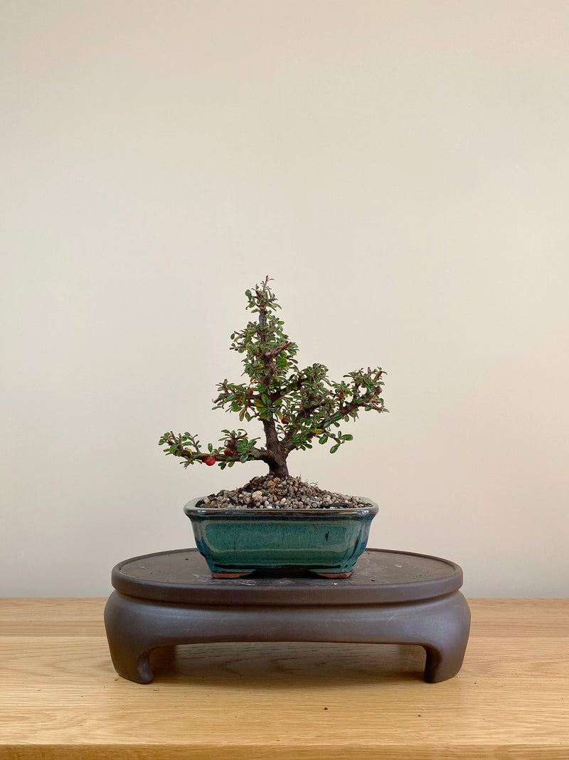 COTONEASTER (CT05002) - MiniGardens NZ