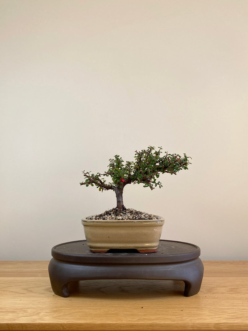 COTONEASTER (CT05004) - MiniGardens NZ