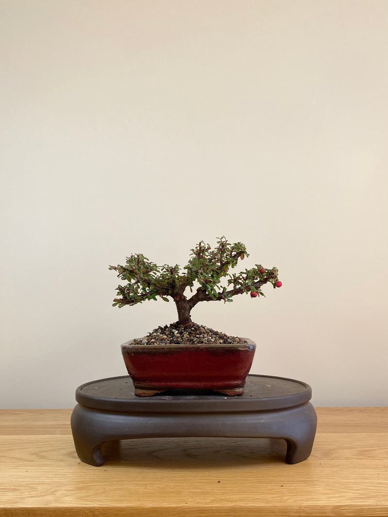 COTONEASTER (CT05008) - MiniGardens NZ