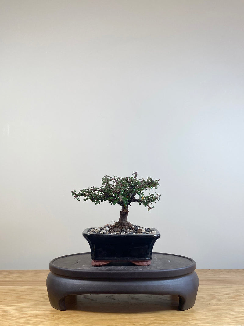 COTONEASTER (CT05020)