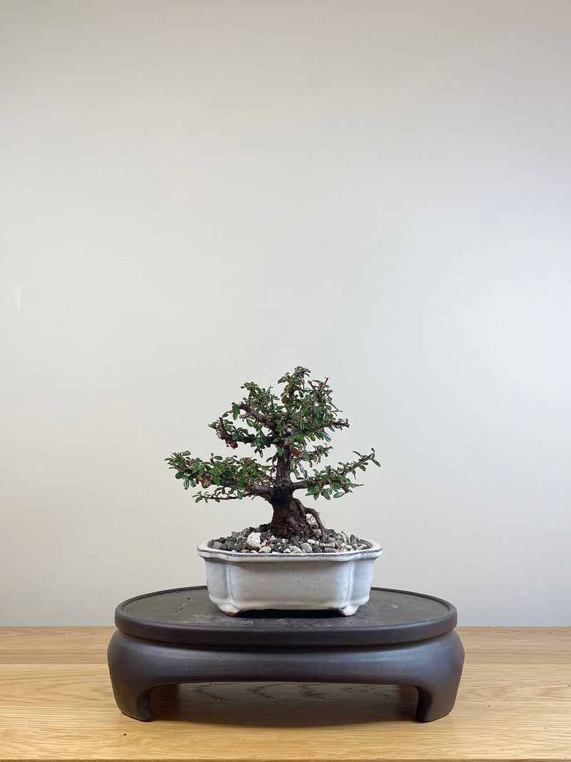 COTONEASTER (CT05021)