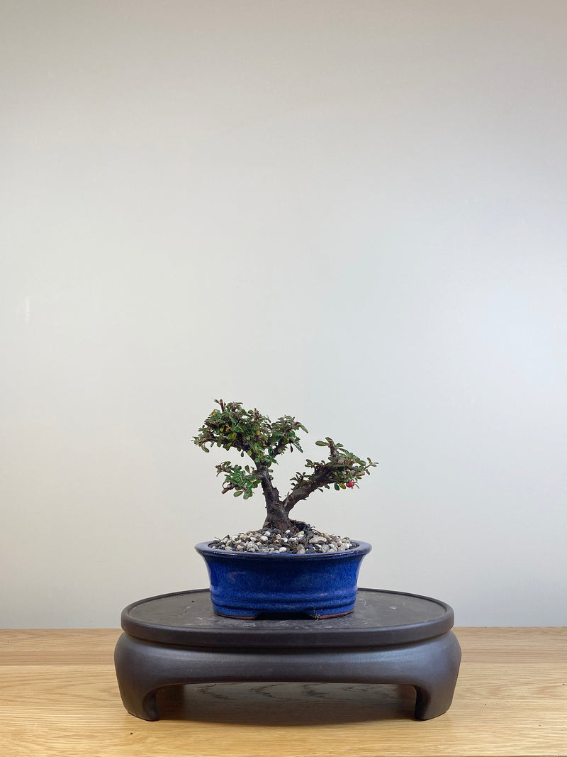 COTONEASTER (CT05022)