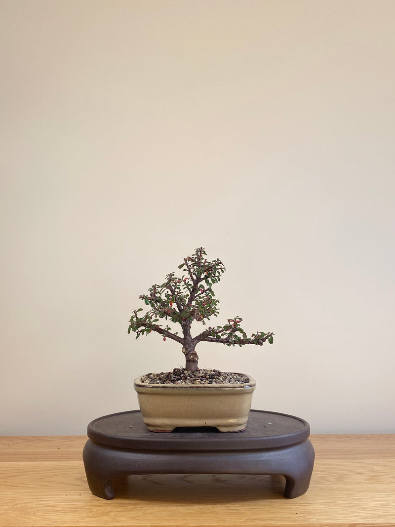 COTONEASTER (CT06001)