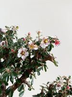 COTONEASTER (CT08017)