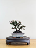 COTONEASTER (CT08001)