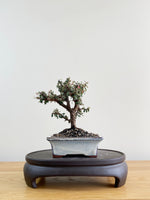 COTONEASTER (CT08002)