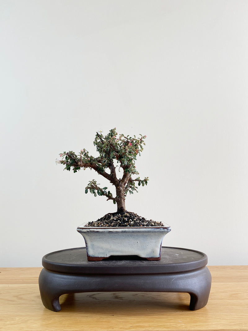 COTONEASTER (CT08002)