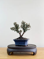 COTONEASTER (CT08003)