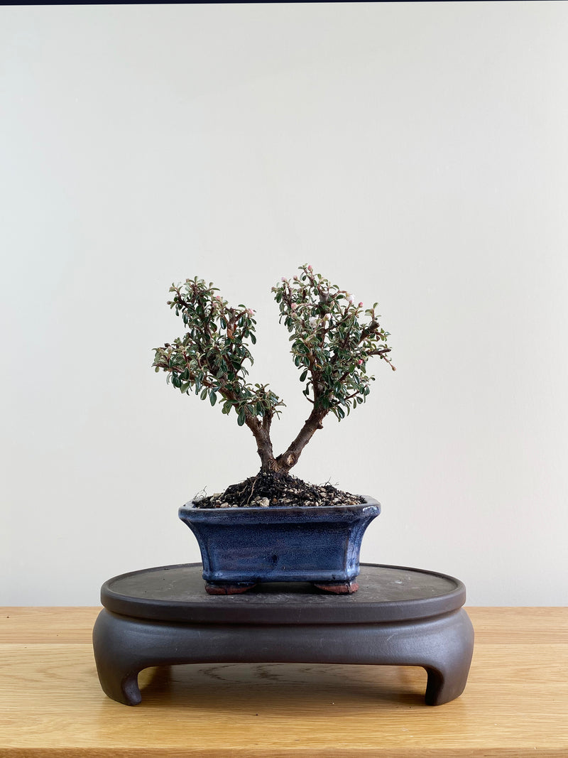 COTONEASTER (CT08003)