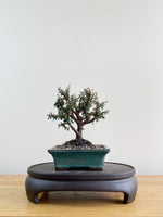 COTONEASTER (CT08004)