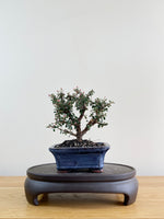 COTONEASTER (CT08005)