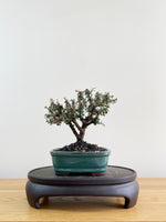 COTONEASTER (CT08006)