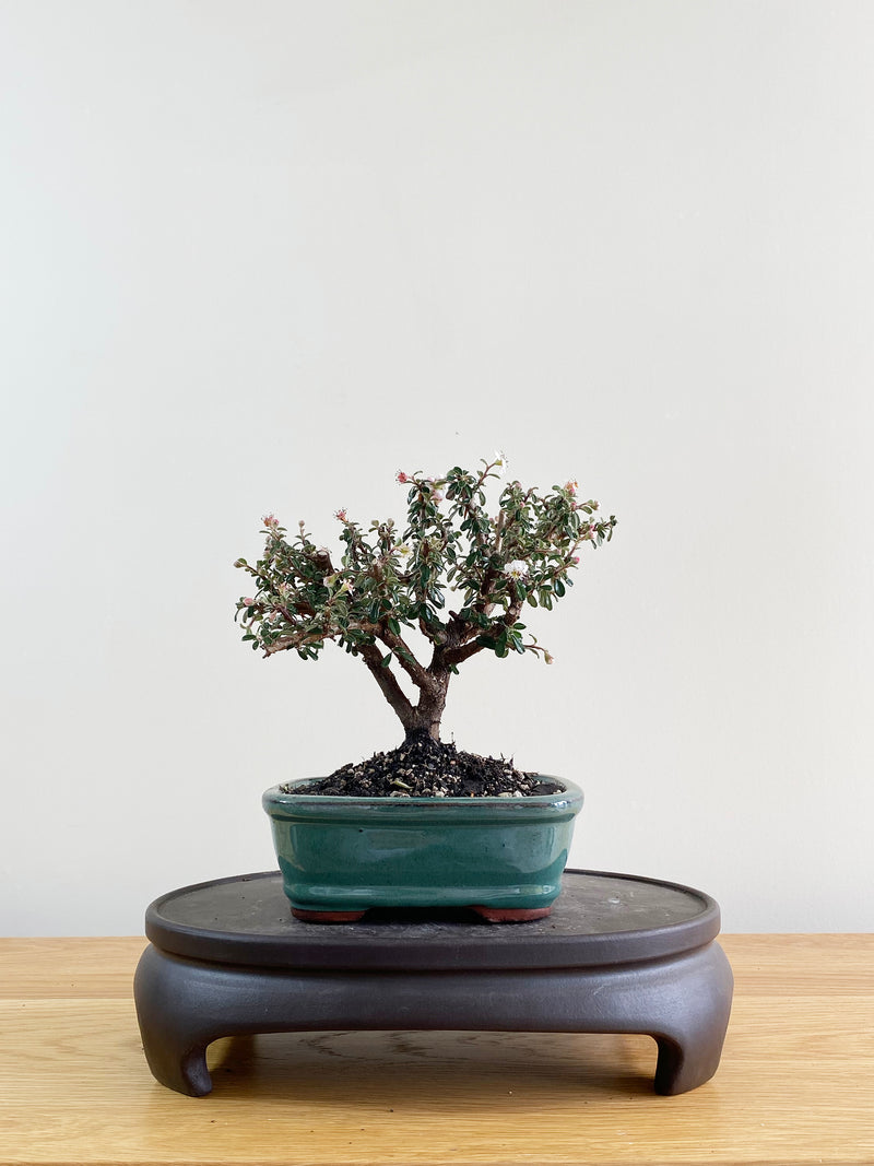 COTONEASTER (CT08006)