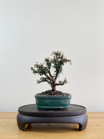 COTONEASTER (CT08007)