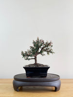 COTONEASTER (CT08009)