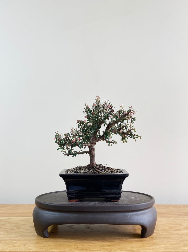 COTONEASTER (CT08009)