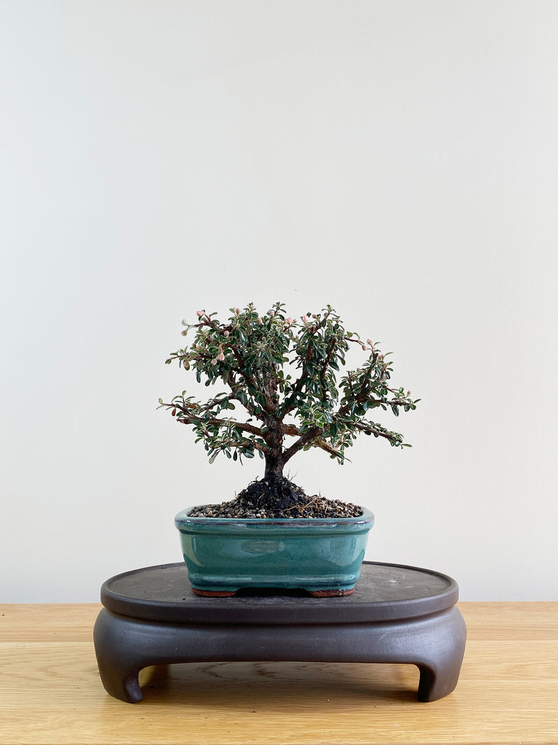 COTONEASTER (CT08010)