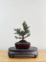 COTONEASTER (CT08011)