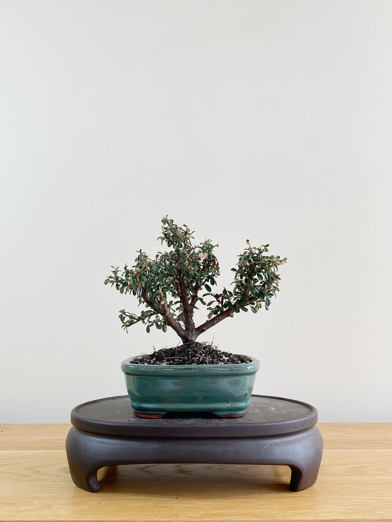 COTONEASTER (CT08012)