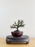 COTONEASTER (CT08014)