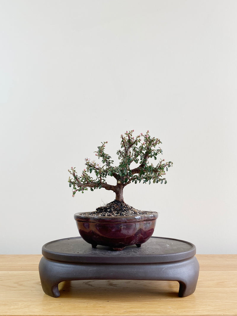 COTONEASTER (CT08014)