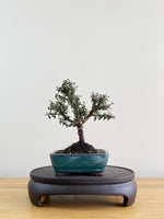 COTONEASTER (CT08015)