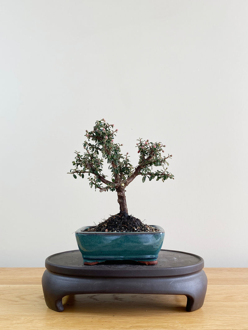 COTONEASTER (CT08015)