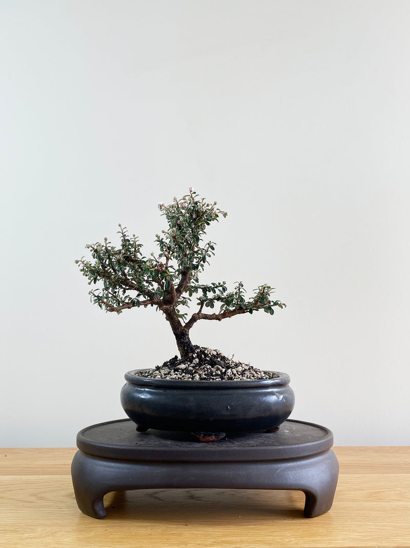 COTONEASTER (CT08017)