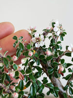 COTONEASTER (CT09012) - MiniGardens Bonsai New Zealand
