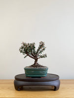 COTONEASTER (CT09002)
