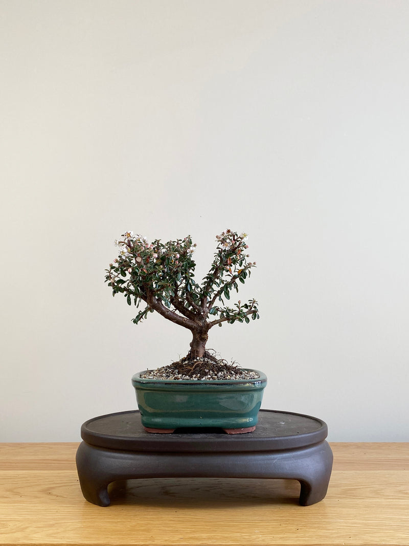 COTONEASTER (CT09002)