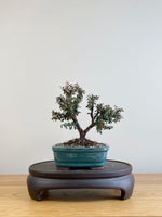 COTONEASTER (CT09003)