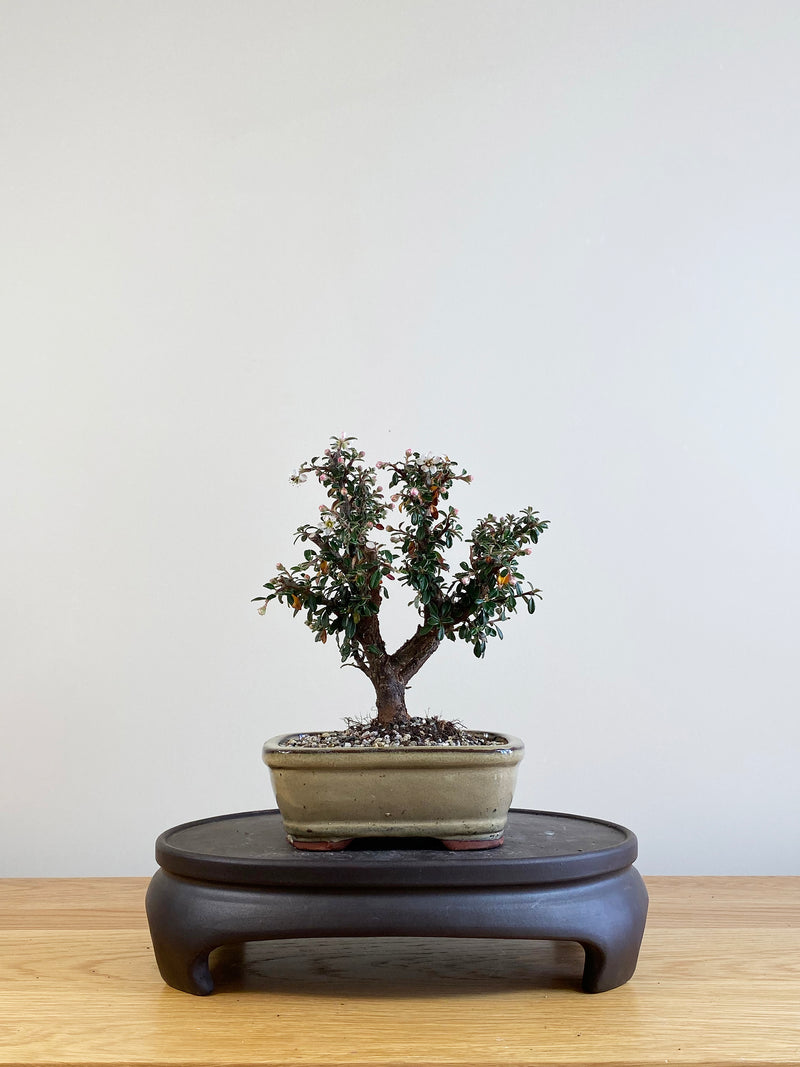 COTONEASTER (CT09004)