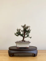 COTONEASTER (CT09005)