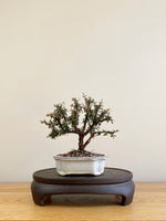 COTONEASTER (CT09007) - MiniGardens Bonsai New Zealand