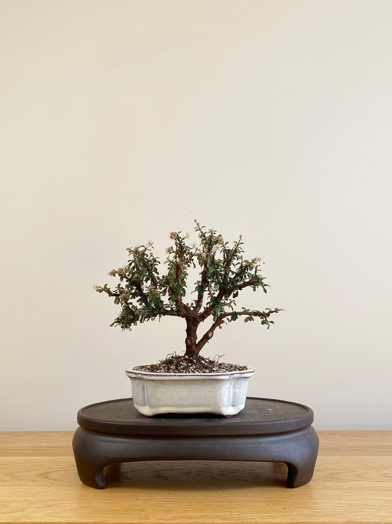 COTONEASTER (CT09007) - MiniGardens Bonsai New Zealand