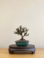 COTONEASTER (CT09008)