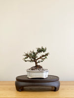 COTONEASTER (CT09009)