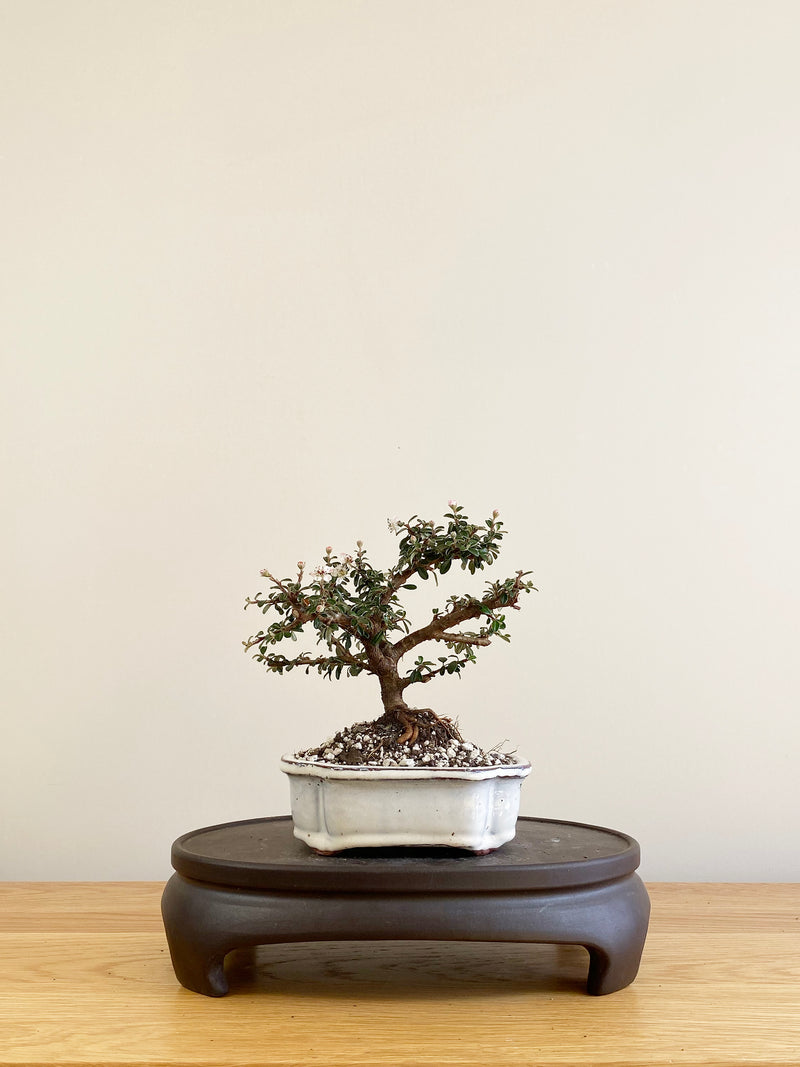 COTONEASTER (CT09009)