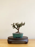 COTONEASTER (CT09010)