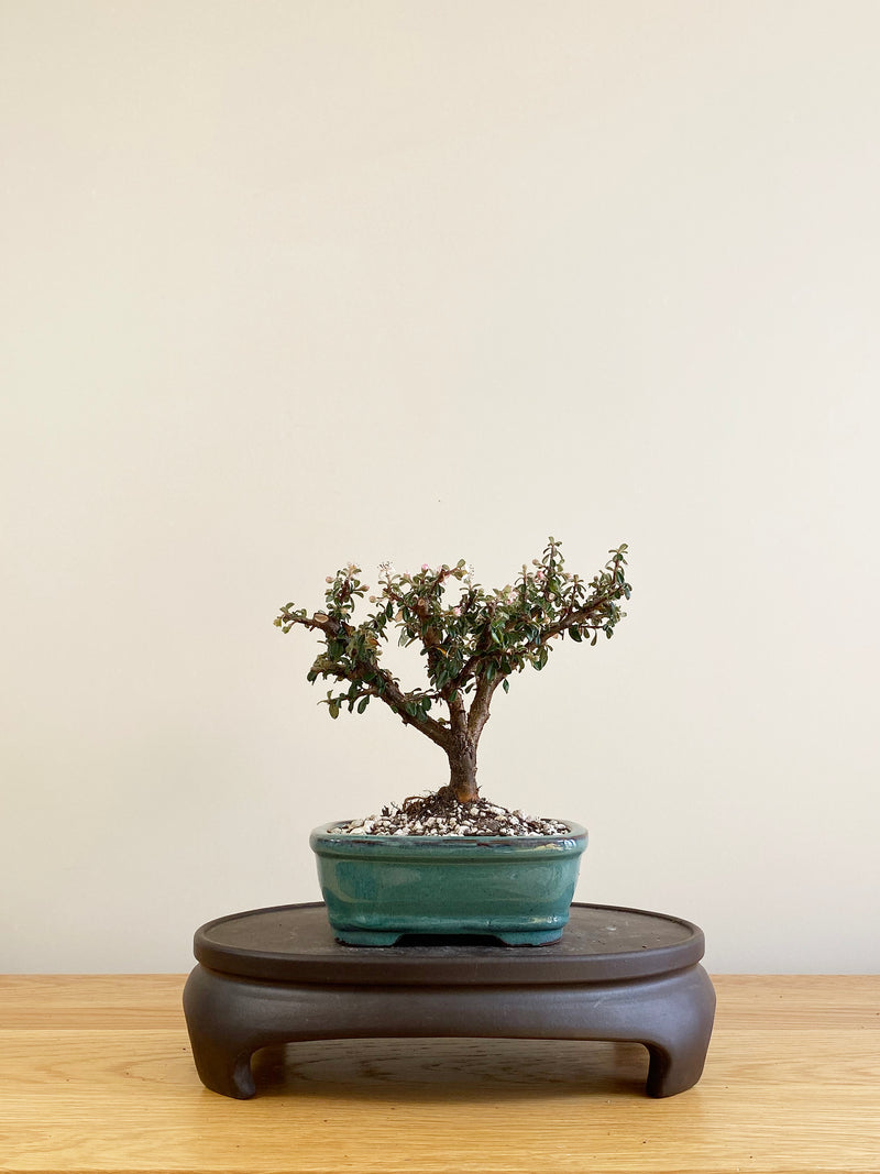 COTONEASTER (CT09010)