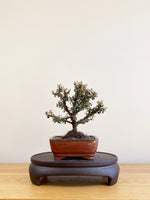 COTONEASTER (CT09011)