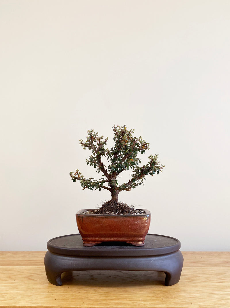 COTONEASTER (CT09011)