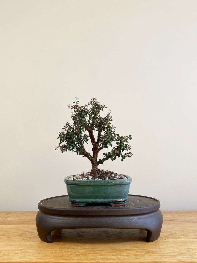 COTONEASTER (CT09012) - MiniGardens Bonsai New Zealand