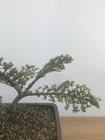COTONEASTER (CT12002) - MiniGardens NZ